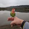 Love bird at Lake Ilsanjo.