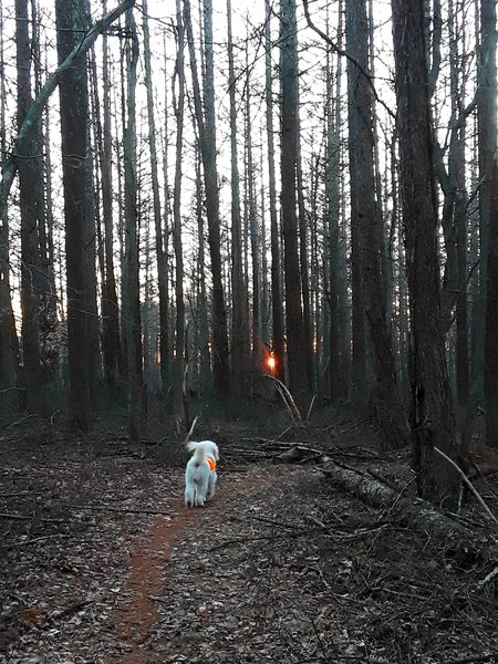 Walking through a stand of conifer.