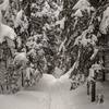 Snow covered Cascade Brook Trail just below Lonesome Lake.