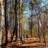 Walking on a bed of pine needles.