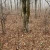 Tree I marked with rocks at base, 10 feet off the trail on the north side. Plane is 500 feet down from there. STEEP.