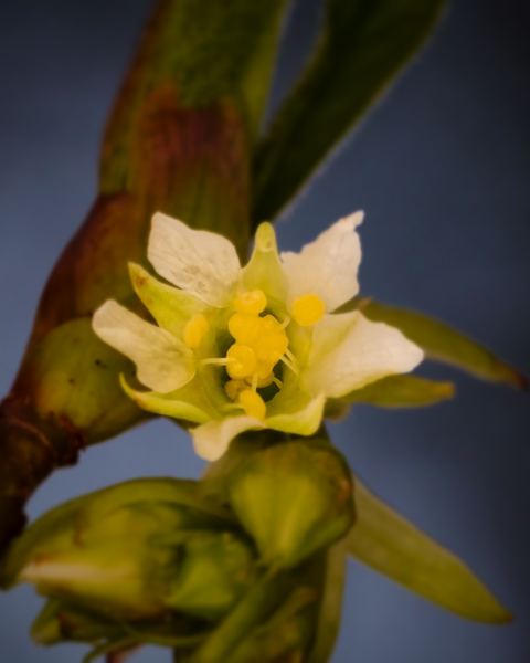 Still cold out, but buds are starting to open