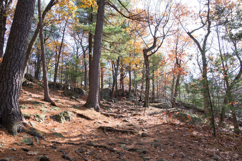 Middlesex Fells Reservation