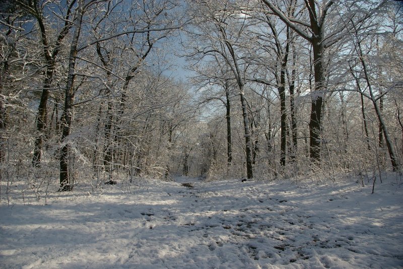 snowy wood