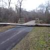 Downed tree, picture taken January 12, 2020