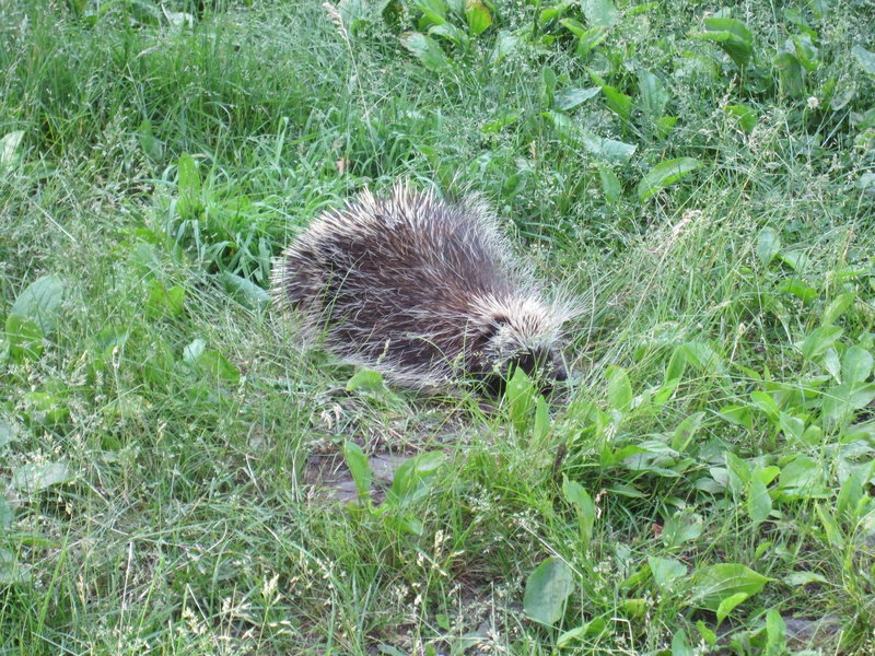 North American Porcupine