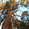 There are many streams which cut across the trails. Here is a reflection from one of these pools.