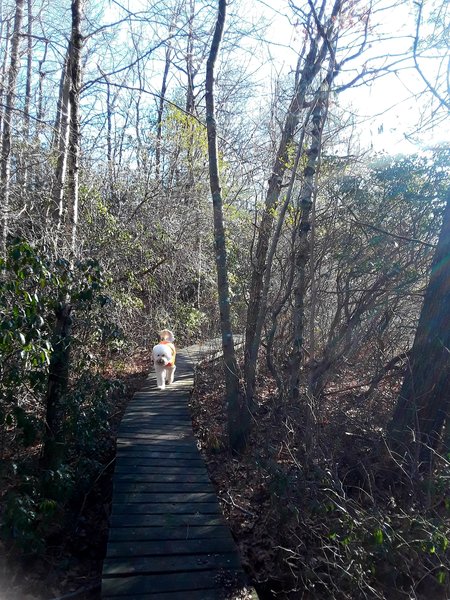 A nice trail around Hidden Lake with bridges and steps.