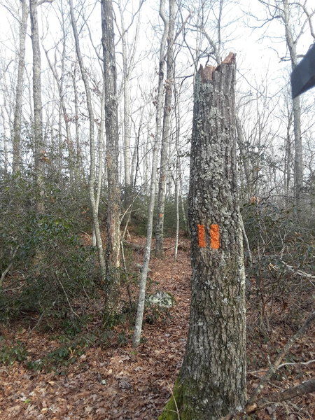 The trail begins as a branch off of the Narragansett Trail.