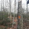 The trail begins as a branch off of the Narragansett Trail.