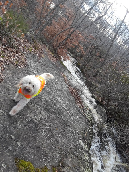 Jack is enjoying one of the many streams which empty into Green Falls Pond.