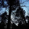 One of the more mature stand of Hemlocks in the area.