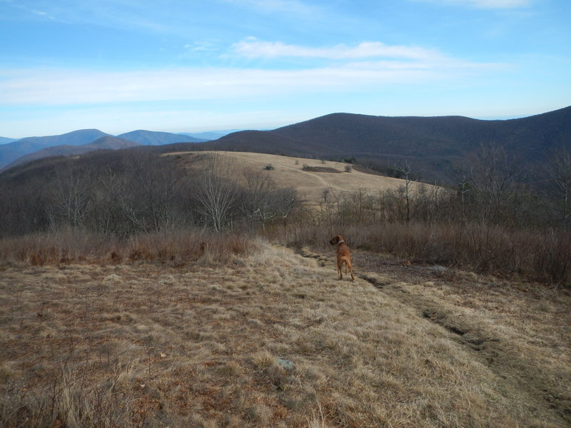 View north from summit of Cole Mountain on the Appalachian Trail, with summits as far away as Shenandoah National Park easily visible.