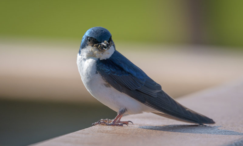 Tree Swallow (juvenile)