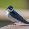 Tree Swallow (juvenile)