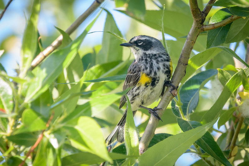 Yellow-rumped Warbler (Myrtle)