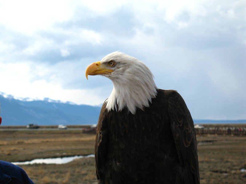 Bald Eagle