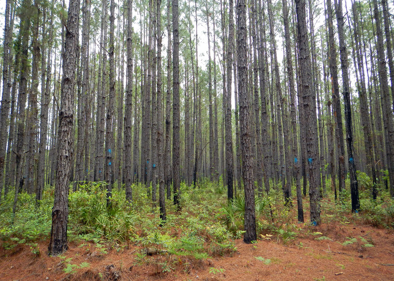 Mill Creek Preserve