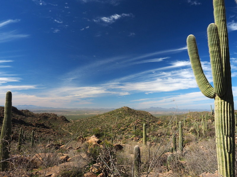 View west from the Alamo Springs Trail