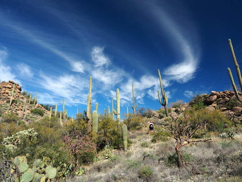 Along the Alamo Springs Trail