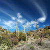 Along the Alamo Springs Trail