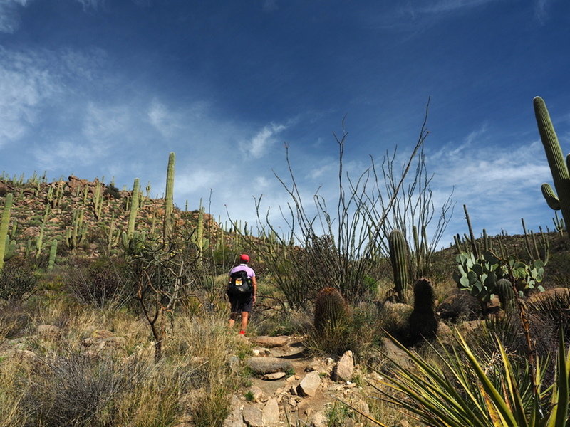 Along the Alamo Springs Trail