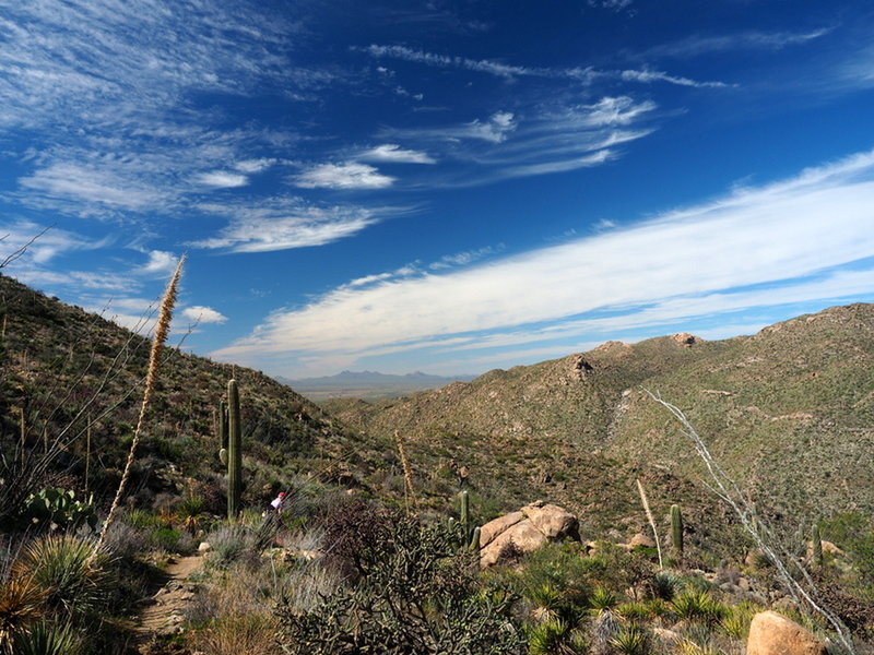 Descending the Alamo Springs Spur Trail