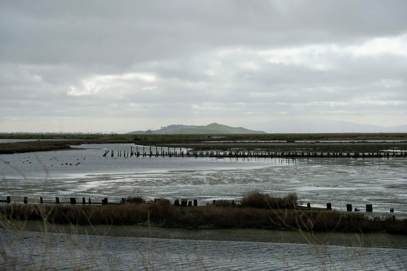 view of Coyote Hills from Eden Landing