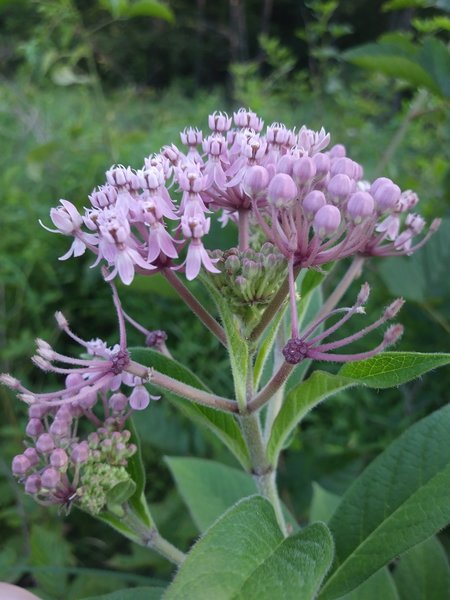 Asclepias incarnata pulchra