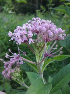 Asclepias incarnata pulchra