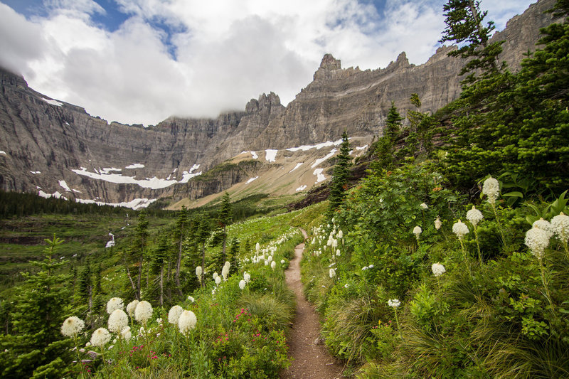 Iceberg Lake Trail lined with Bear grass, Glacier National Park. NPS Photo/David Restivo