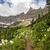 Iceberg Lake Trail lined with Bear grass, Glacier National Park. NPS Photo/David Restivo