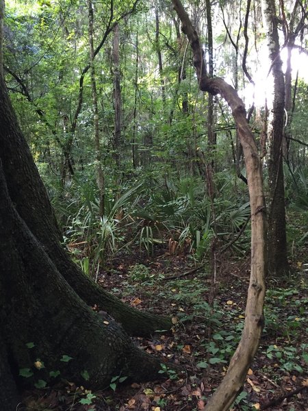 John Mahon Nature Park