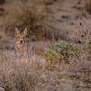 Coyote in Pima Canyon