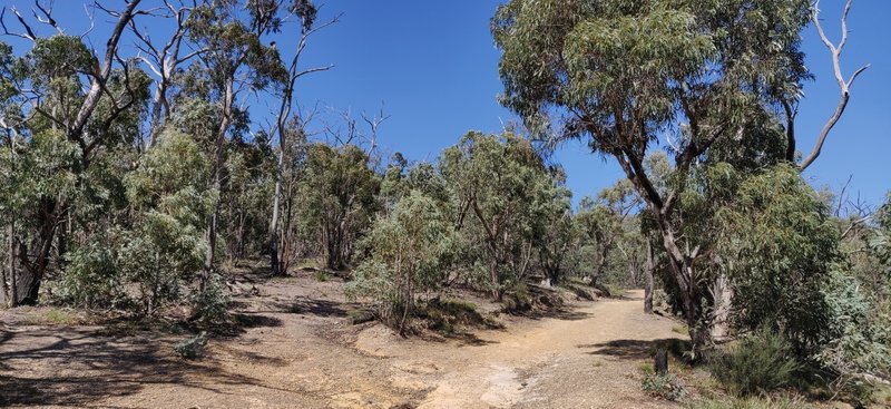 Looking at the junction of Everard Track and the upper car park