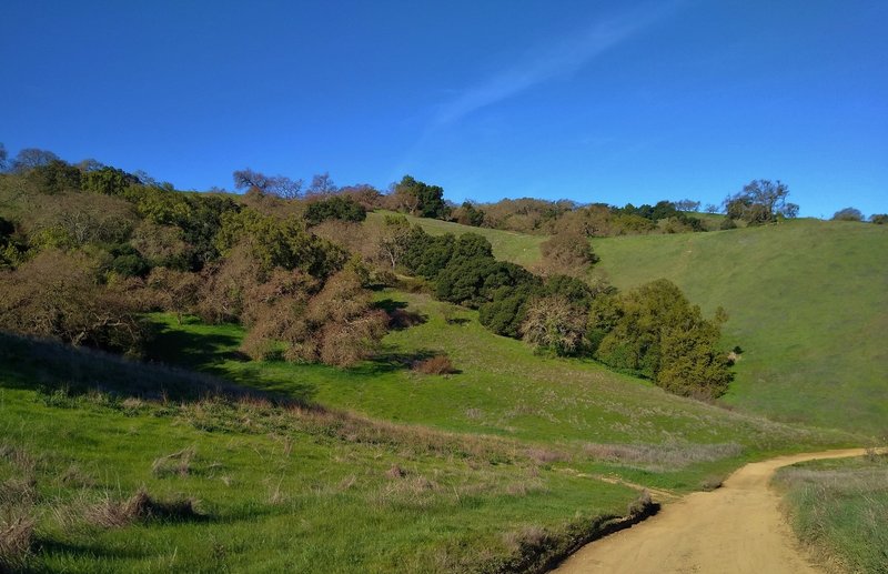 The grass hills with stands of oaks and California buckeyes, on a clear February day, along Oak Cove Trail