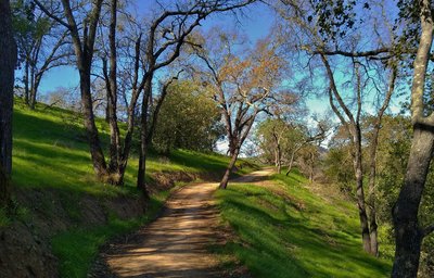 Oak Cove Trail is beautiful as it runs through a shaded section on a clear February day.