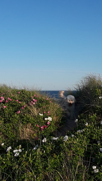 Jack in the beach rose.