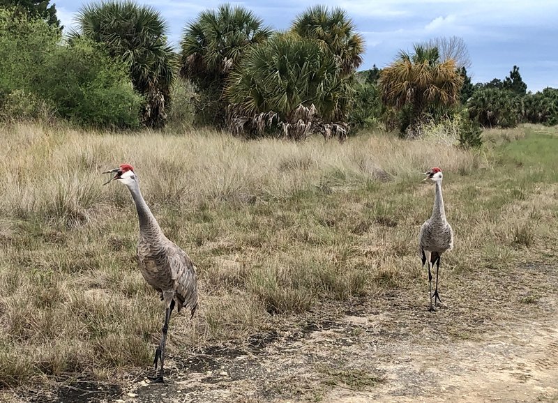 Sandhill Cranes