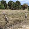 Sandhill Cranes