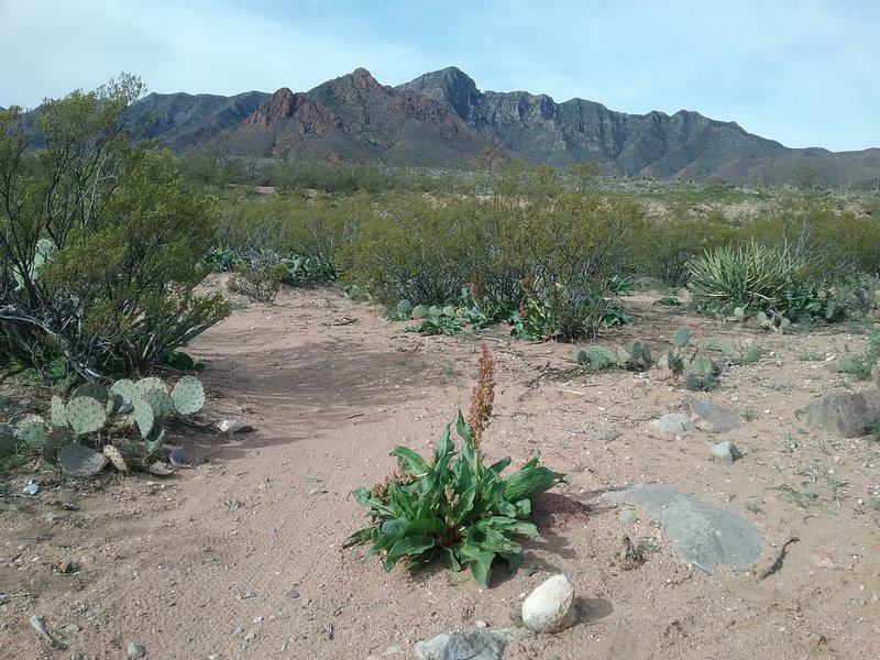 South end of the trail