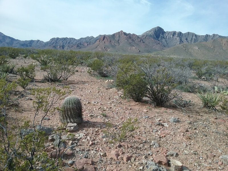 View of  Franklin Mountains from the trail