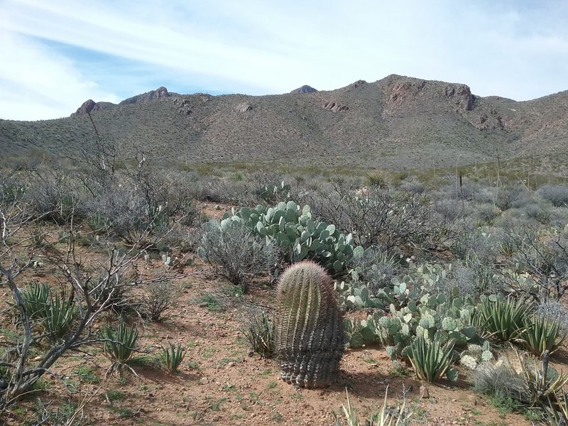 View of  Franklin Mountains from the trail