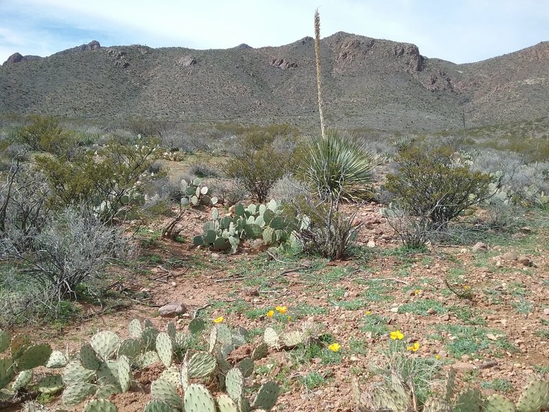 Near north end of trail