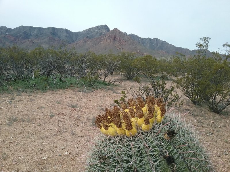 View of the Franklin Mountains and  barrel cactus