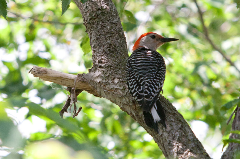 Red-bellied Woodpecker as seen at the Bay Beach Wildlife Sanctuary, Green Bay, Wisconsin June 12, 2012