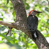 Red-bellied Woodpecker as seen at the Bay Beach Wildlife Sanctuary, Green Bay, Wisconsin June 12, 2012