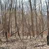 Charred deadwood from a prescribed burn