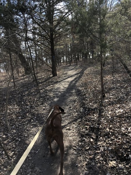 Millie is showing us the way.  Lots of Red Cedars through this section and it's very flat; a welcome change to the first 3/4 mile!