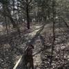 Millie is showing us the way.  Lots of Red Cedars through this section and it's very flat; a welcome change to the first 3/4 mile!